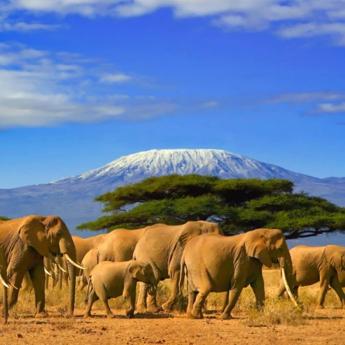 Expedição Kilimanjaro