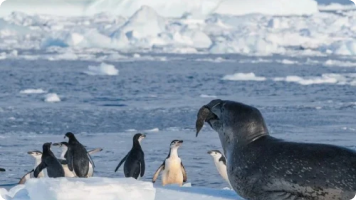 Antártica