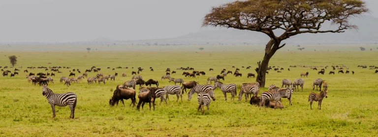 Explore o Serengeti, o melhor safári do mundo