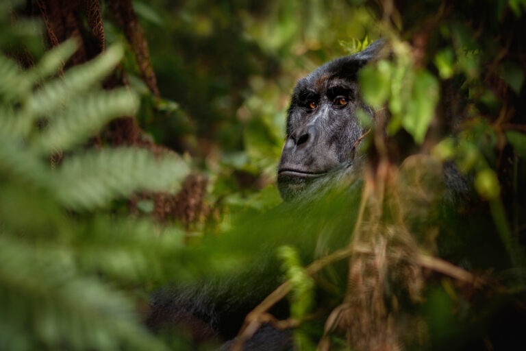 Gorilla Trekking Safari